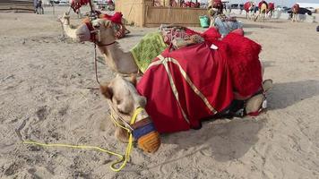 deux chameaux sont séance sur le le sable video