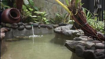 koi pescado en el estanque. todavía un pequeño porque sólo comenzó. video