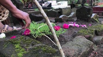 cerca arriba de un del hombre mano siembra flores o kembang setaman durante nyekar o peregrinaje a el tumba. video