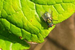 común verde botella mosca en un verde hoja foto