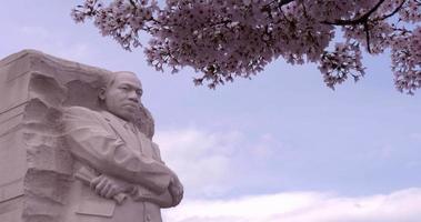 Martin luther kung jr minnesmärke och körsbär blommar video