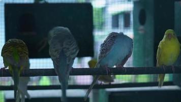 een parkiet met divers types van kleuren in de volière video