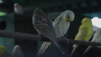 a parakeet with various types of colors in the aviary video