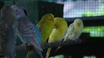 a parakeet with various types of colors in the aviary video