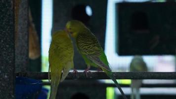 a parakeet with various types of colors in the aviary video