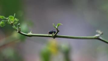 close-up of a fly perched on a plant stem photo