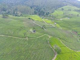 Aerial view of beautifully patterned tea fields. Natural landscape photo concept.