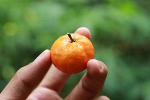 a close up of hand-held miniature citrus fruits with trees in the background. fruit photo concept.