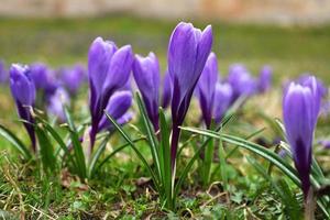 Violet very peri beautiful crocus flowers. Green meadow full of crocuses, close-up purple crocus. Crocus known as saffron. Springtime natural outdoor background. Early spring flowers native in Europe. photo