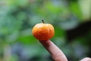 un cerca arriba de mini agrios frutas metido en yemas de los dedos con arboles en el antecedentes. Fruta foto concepto.