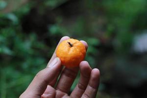 a close up of hand-held miniature citrus fruits with trees in the background. fruit photo concept.