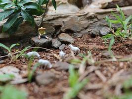 miniatura figura de un pastor pastoreo cabras en el césped área. foto