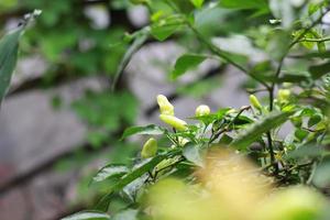 a close up of chillies still on the tree photo