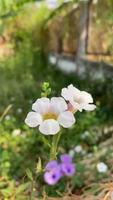 fleur la nature dans été arrière-plan, la nature arrière-plan, été arrière-plan, fleur la nature video