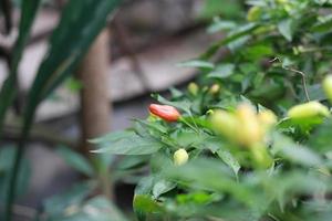 a close up of chillies still on the tree photo