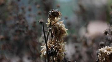 a close up of a dead plant photo