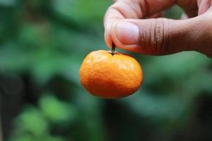 a close up of hand-held miniature citrus fruits with trees in the background. fruit photo concept.