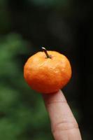 a close up of mini citrus fruits placed on fingertips with trees in the background. fruit photo concept.