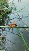 insecto libélula naturaleza, macro de animal video