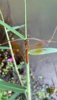 de cerca de libélula, animal insecto, naturaleza video