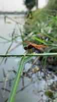 libélula naturaleza, de cerca de insecto, insecto libélula, animal fauna silvestre video