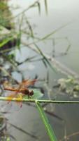 libélula, animal fauna silvestre, naturaleza insecto video