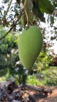 fruit mangue, fruit et légumes, fruit avec arbre, nourriture mangue video