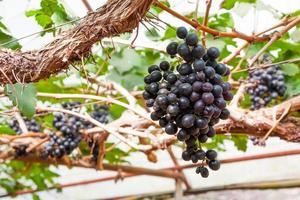 purple red grapes with green leaves on the vine in the garden . fresh fruits photo