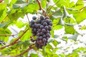 purple red grapes with green leaves on the vine in the garden . fresh fruits photo