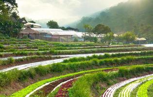 hileras de plantaciones de lechuga fresca y vegetales de agricultura familiar e invernadero en el campo en tailandia foto