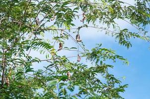 Tamarind tree Tamarind pod on blue sky background photo