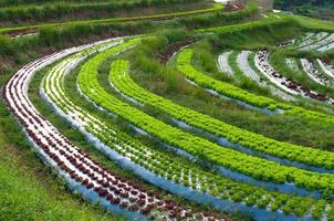 hileras de plantaciones de lechuga fresca y vegetales de agricultura familiar en el campo en tailandia foto