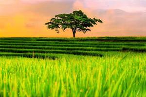 Beautiful morning view indonesia. Panorama Landscape paddy fields with beauty color and sky natural light photo