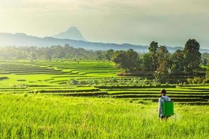 hermosa Mañana ver Indonesia. panorama paisaje arrozal campos con belleza color y cielo natural ligero