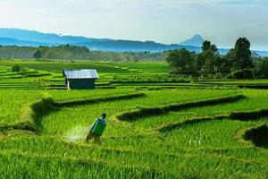 hermosa Mañana ver Indonesia. panorama paisaje arrozal campos con belleza color y cielo natural ligero