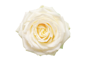 White flower isolated on a transparent background png