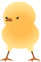 Chick standing illustration png