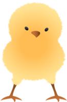 Chick standing illustration png