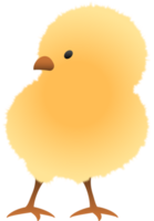 Chick standing illustration png