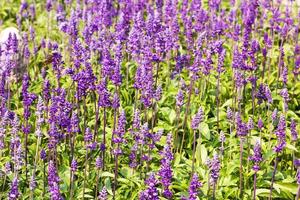 Blue Salvia plant photo