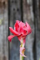 Red Torch ginger photo