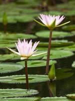 Water lily in the pond photo