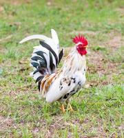 blanco gallito en granja foto