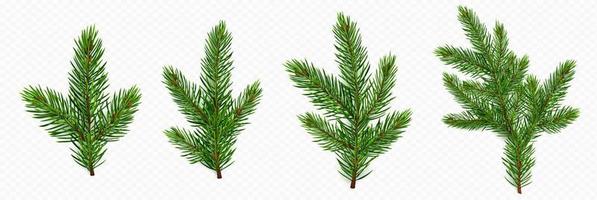 Pine tree branch. Fir twigs with green needles vector