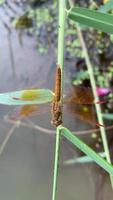 libélula, inseto animal video