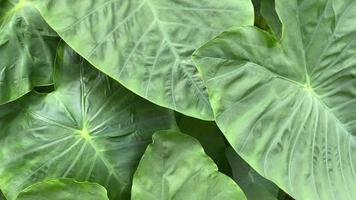 Green leaf nature background video