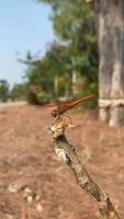 Animal wildlife, insect, dragonfly video