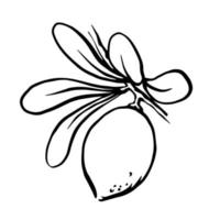 MobileArgan nut on branch with leaves monochrome outline vector drawing. Botanical line illustration.