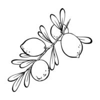 Hand drawn Argan tree branch with nuts and leaves. Monochrome outline vector illustration. Botanical element for argan oil package and cosmetic design.