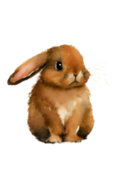 Watercolor drawing of a cute brown rabbit isolated on transparent background png